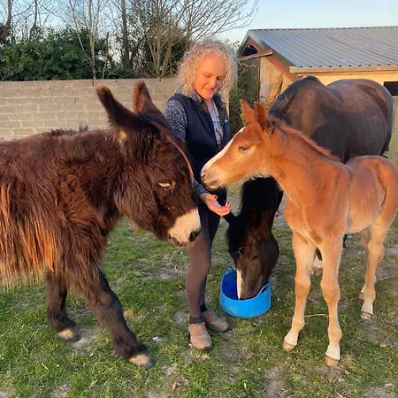 Deerpark Stables *